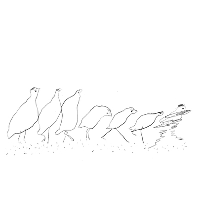 bird_drawing